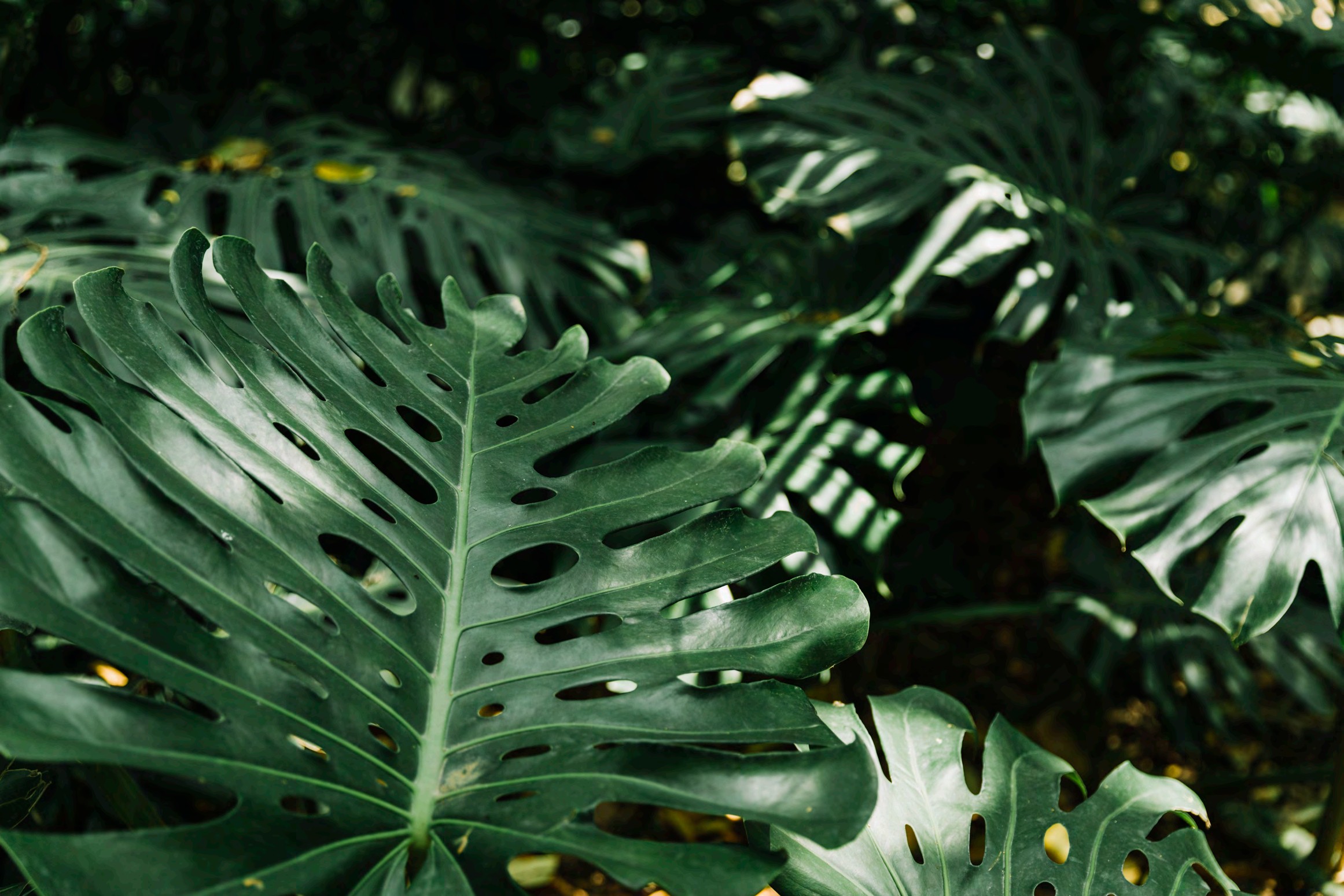 Tropical foliage
